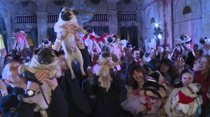 Мопсов много не бывает. Эти собаки со своими хозяевами собрались на День Святого Мопсантина