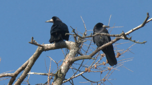 Лесные новости: грачи прилетели, глухари готовятся к току, а лисовины ищут подруг