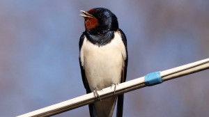 Лесные новости: как строят гнёзда береговые ласточки, как поймать скрытную птицу — коростель и как вести себя с рыжими соседями лисицами