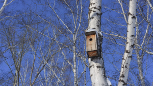Квартирный вопрос: гнездо, дупло или всё-таки лучше правильно построенный домик для птиц?