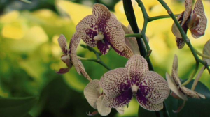 Орхидеи. Самое большое семейство и самые красивые цветы