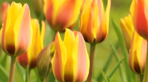 Фестиваль тюльпанов открывается на Елагином острове в эти выходные. Видеоэкскурсия