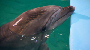 Устанавливаем связь с дельфинами