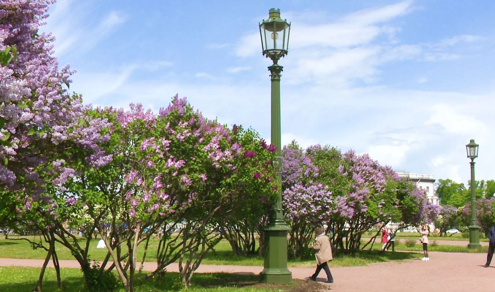 Марсово поле в санкт петербурге фото сирень