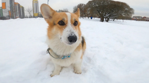 Любимая овчарка королевы: корги — самая популярная порода собак в Петербурге