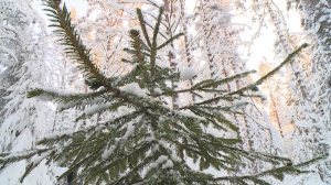 В лесу срубили ёлочку… Как оформить порубочный билет и правильно выбрать пушистую красавицу