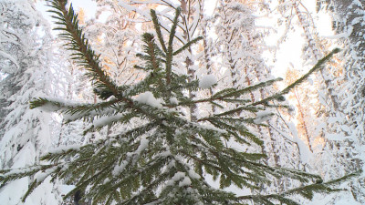 Петербуржцам рассказали, как оформить порубочный билет и выбрать елочку к Новому году