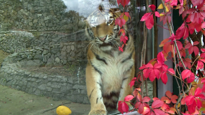Знакомьтесь, Виола! Молодая тигрица обживается в Ленинградском зоопарке