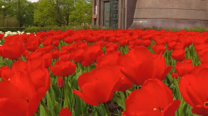 Цветущий Петербург: почти полмиллиона тюльпанов, анютиных глазок и петуний встретят гостей ЕВРО-2020