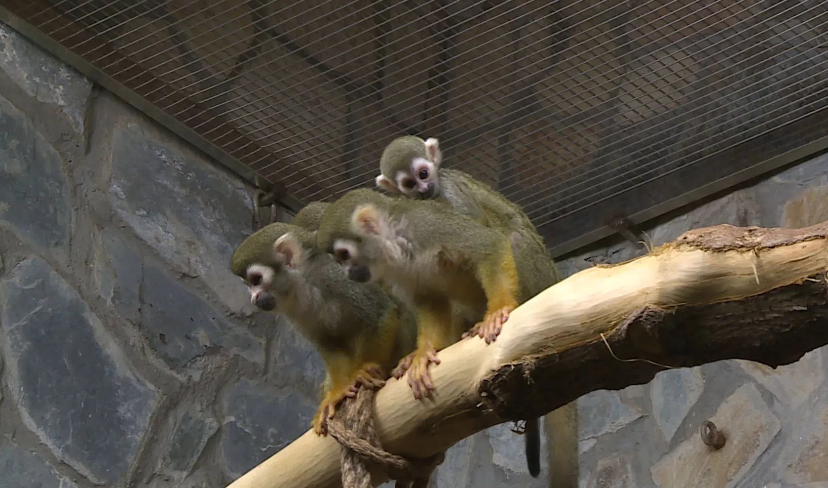 Пополнение в Ленинградском зоопарке. У двух обезьянок саймири родились детёныши