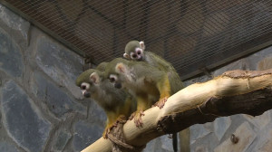 Пополнение в Ленинградском зоопарке. У двух обезьянок саймири родились детёныши