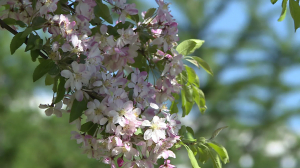 Когда цвели сады: откроем для вас самые красивые яблоневые сады Петербурга