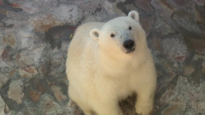 Обновление дома для белых медведей в Ленинградском зоопарке