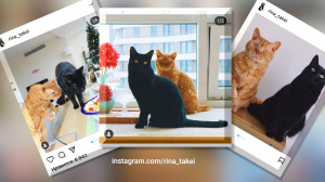 Увидеть чёрного кота — совсем не к несчастью. И самые популярные пушистые интернета это отлично доказывают