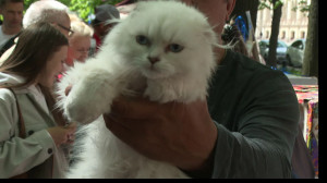 День петербургских котов на «Котогвардейском» бульваре