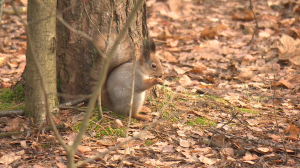 Чем и как кормить белок?