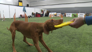 Дог-фрисби. И спорт, и развлечение для вас и вашей собаки