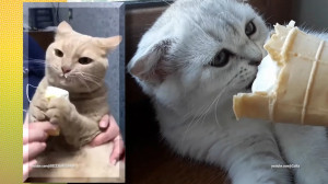 Огурцы, оливки, мороженное и капуста — неожиданные вкусовые пристрастия четвероногих