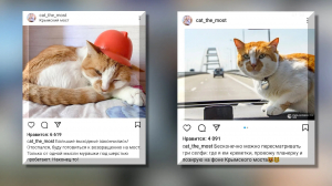 Апельсиновые котики: самые знаменитые рыжие инста-звёзды