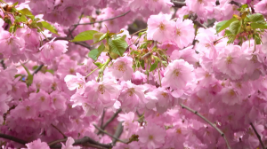 Время созерцания: в Петербурге начался сезон цветения сакуры