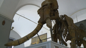 По улицам — слоны: пройдём по Петербургу необычным «слоновьим» маршрутом