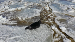 Выбираем живой символ Петербурга: заяц, бобр, чиж и балтийская нерпа