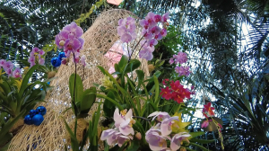 Цветок, помогающий побороть депрессию: что надо знать прежде, чем завести дома орхидею