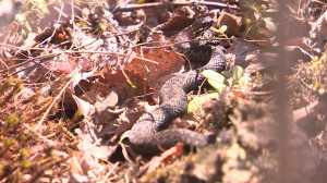 Змеи проснулись. Как вести себя при встрече с гадюкой и что делать, если она вас укусила?