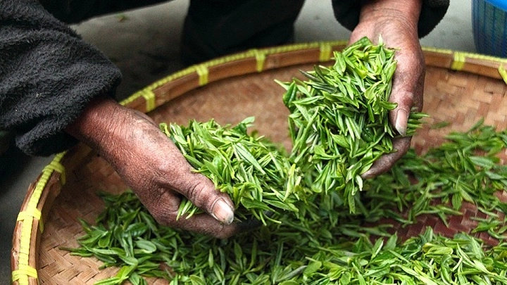 Ввоз чая из Шри-Ланки в Россию остановят из-за опасных жуков - tvspb.ru