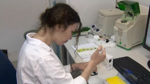 Над вопросом о том, как победить коронавирус, ломают голову петербургские ученые