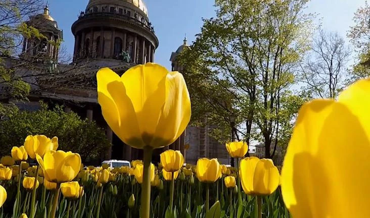 В Петербурге посадят более 7 миллионов цветов - tvspb.ru