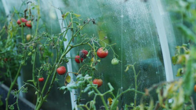 Какие проблемы могут возникнуть у дачника из-за построенной на участке теплицы