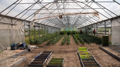 Правительство возместит аграриям часть затрат на выращивание овощей и строительство теплиц