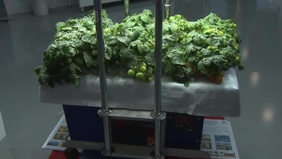 Петербургские ученые представили уникальную теплицу для Арктики