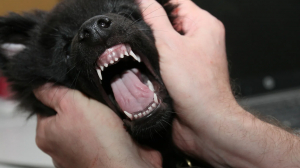 Острожно: злые собаки! Что делать в ситуации, когда вы сталкиваетесь с агрессией со стороны животных?