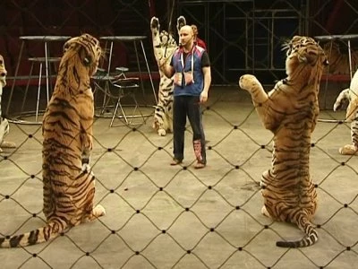 В Ленинградском зоопарке отмечают международный день тигра - tvspb.ru