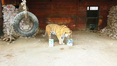 Брат тигра Амура предсказал итоги выборов президента Украины