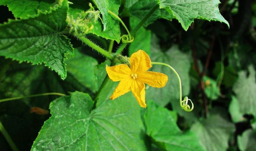 В центре Петербурга разрослась дикая тыква - tvspb.ru