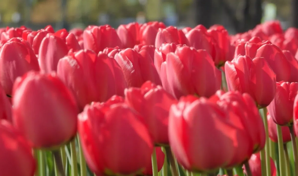 Ранние сорта тюльпанов расцветут на Елагином острове уже к выходным - tvspb.ru