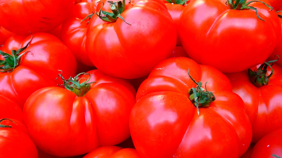 Турецкие помидоры вернутся на российский рынок 1 ноября - tvspb.ru