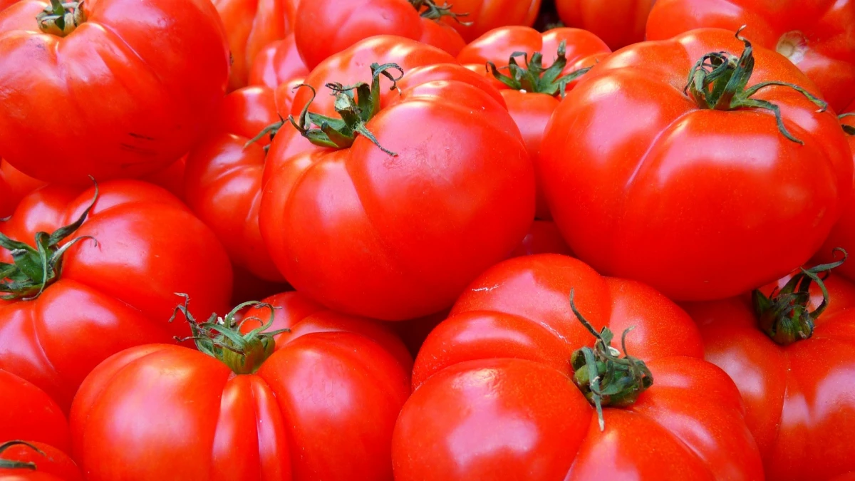 В Россию пустят не больше 50 тыс. тонн турецких помидоров - tvspb.ru