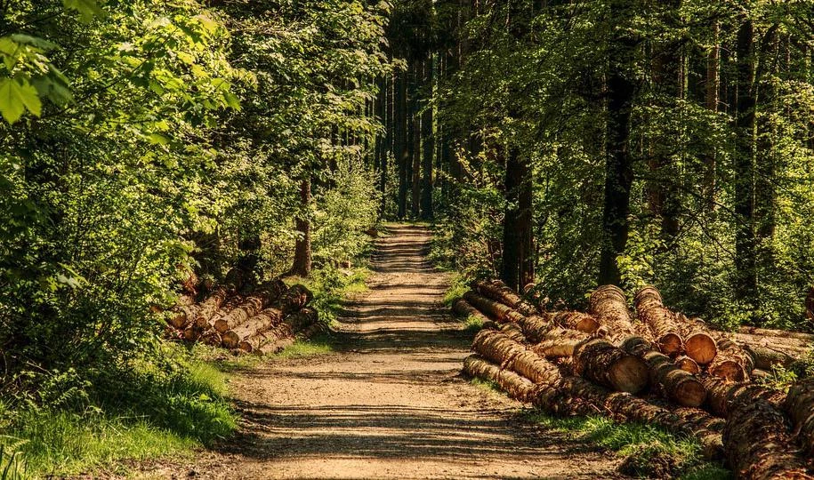 Контроль из космоса: Как Минприроды будет восстанавливать леса - tvspb.ru