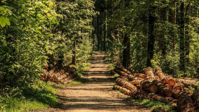 Контроль из космоса: Как Минприроды будет восстанавливать леса