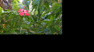 Тропики посреди Петербурга