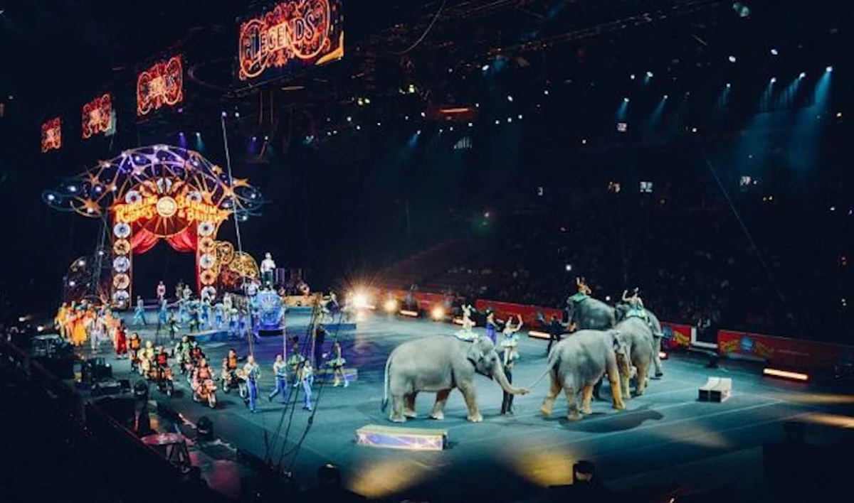 В сети запустили флешмоб к Всемирному дню цирка - tvspb.ru