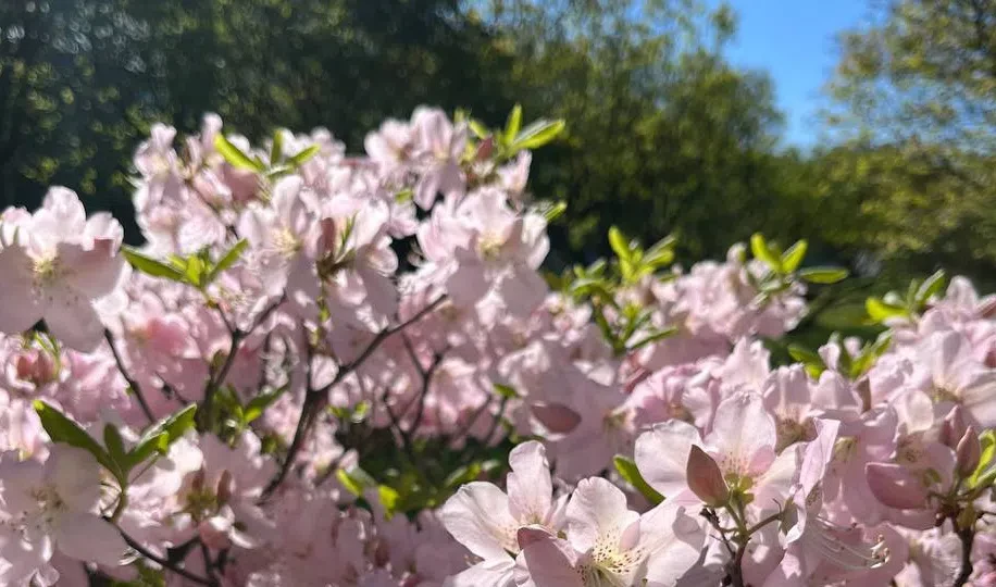 Вишня, сакура и тюльпаны: Что цветет сегодня в Ботаническом саду - tvspb.ru