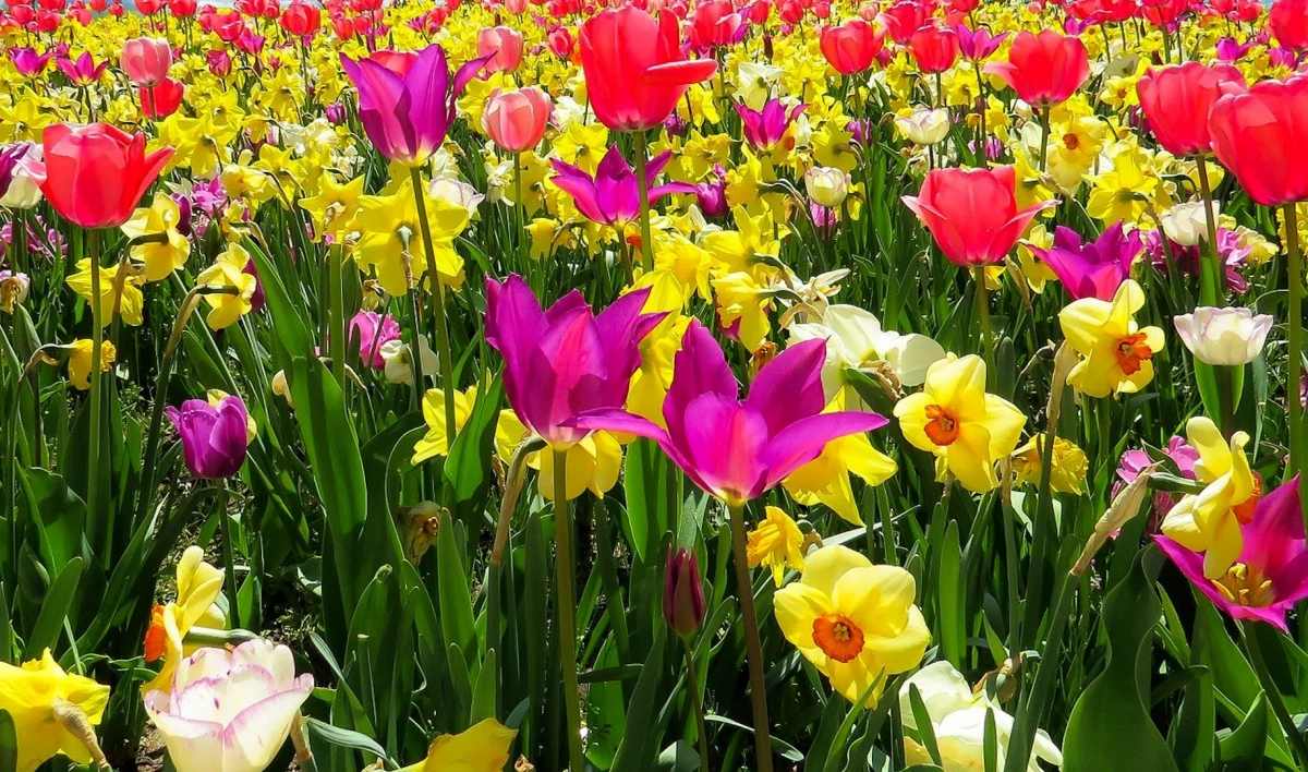 Науке и технологиям посвятят оформление семи цветников на Фестивале цветов - tvspb.ru