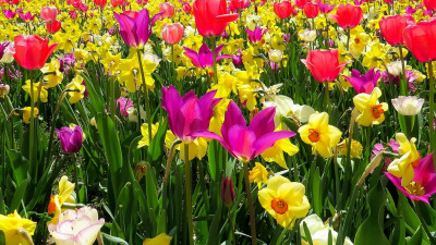 Бал, выставка и флористическое шоу: в Петербурге пройдет Фестиваль цветов