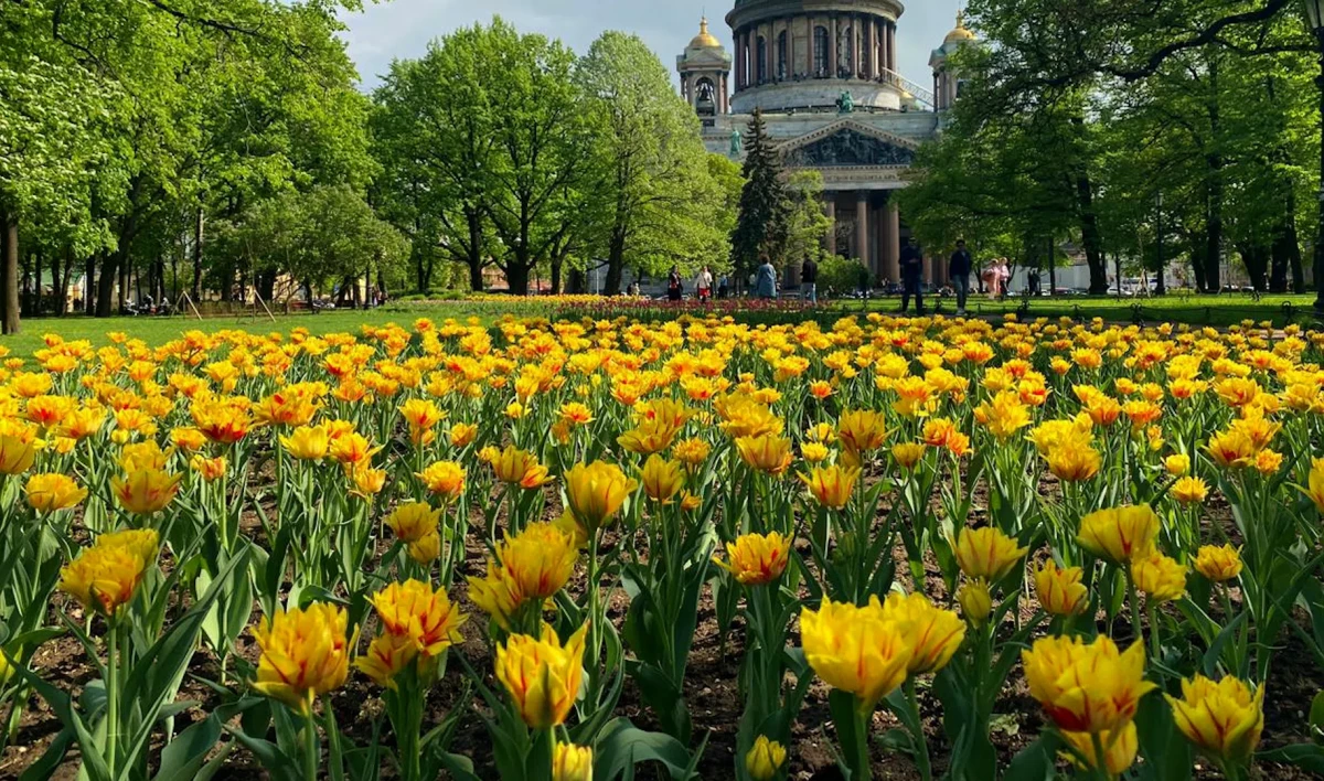 Садовники приступили к разработке цветочного оформления Петербурга - tvspb.ru