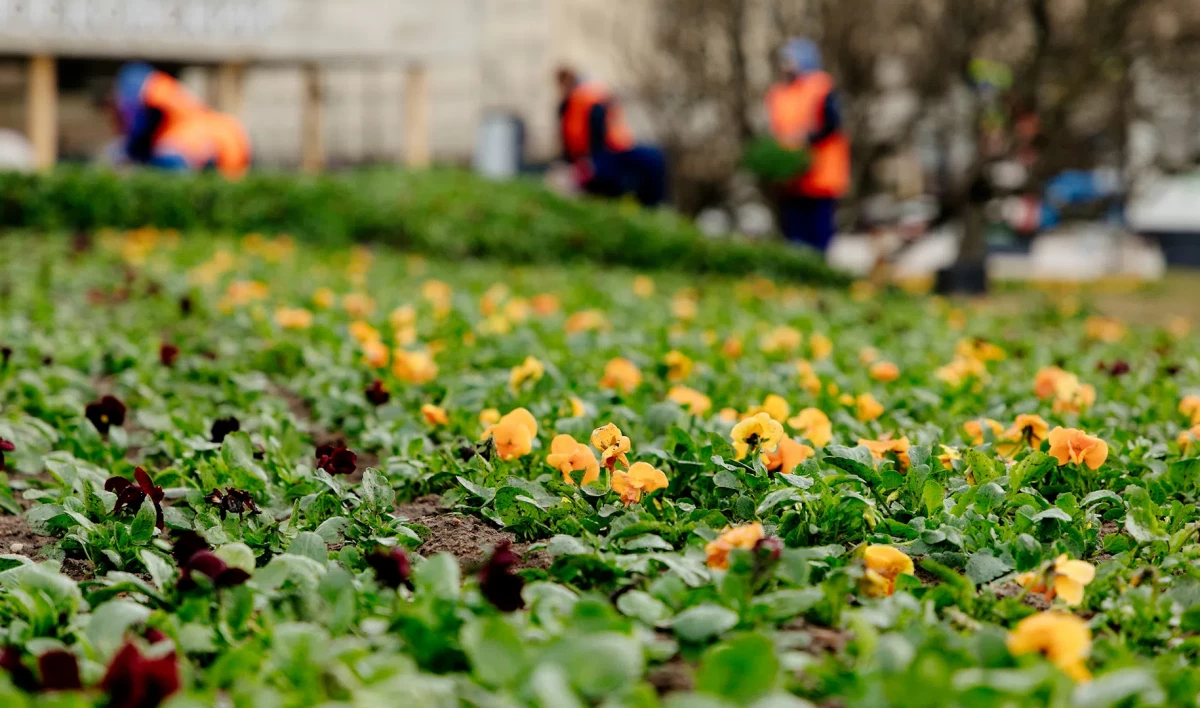 Садовники Петербурга оформят клумбы в цветах главных символов Дня Победы - tvspb.ru